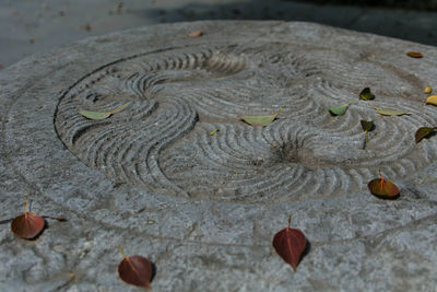 Close-up of leaves