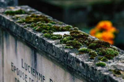 Close-up of moss on stone wall