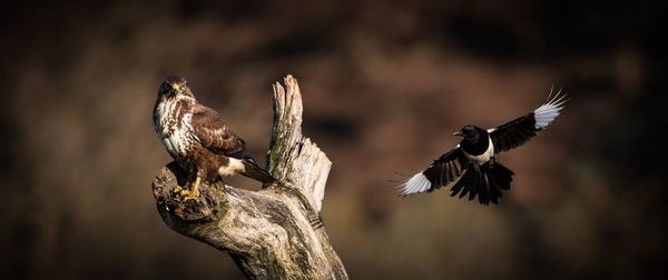 Close-up of birds flying