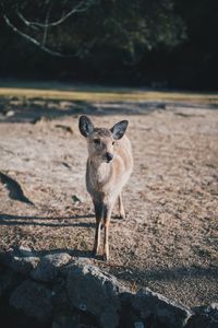 Portrait of cat standing on rock