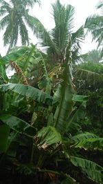 Close-up of coconut palm tree against sky