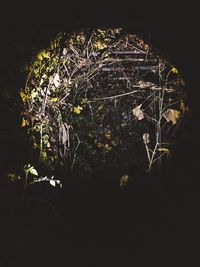 Close-up of plants at night