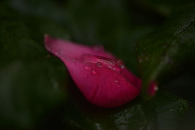 Close-up of wet red flower