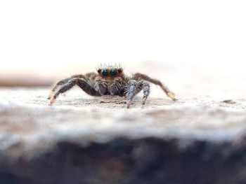 Close-up of spider