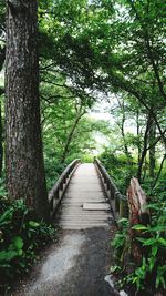 Walkway amidst trees in forest