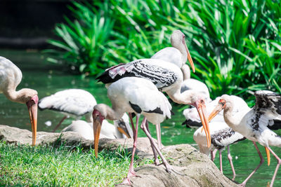 White birds perching on field