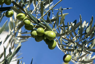 Low angle view of green olives growing on tree against sky