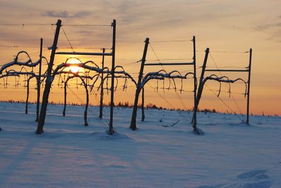 Vineyards on snow landscape against sky during sunset