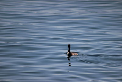 Bird swimming in lake