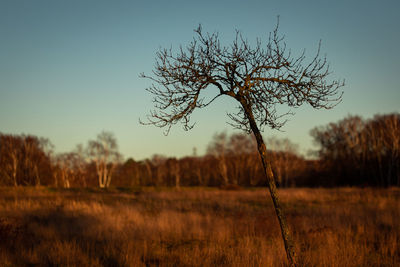 Bare tree on field against sky