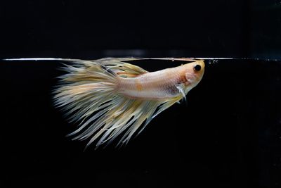 Close-up of fish swimming in water on black background