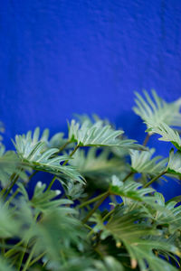 Close-up of plants against blue water