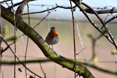 Close-up of bird perching on branch