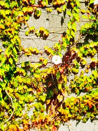 High angle view of autumn leaves on tree