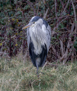 High angle view of gray heron perching on field