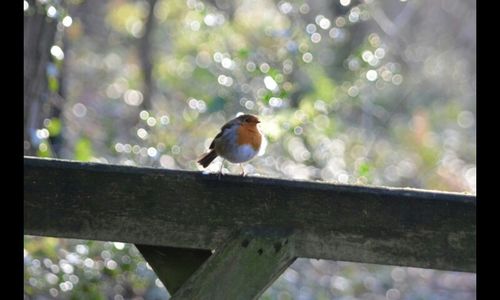 Low angle view of bird perching on tree