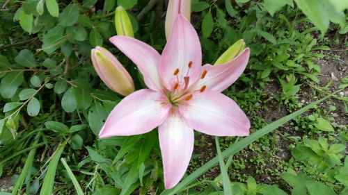 Close-up of fresh flower blooming in garden