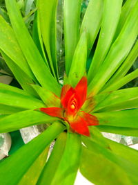 Close-up of flowers