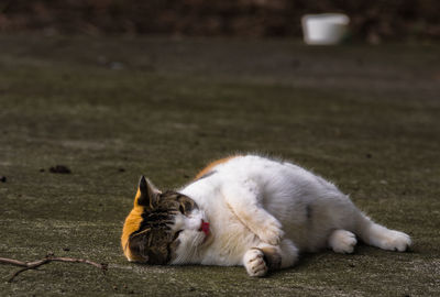 White cat lying on walkway