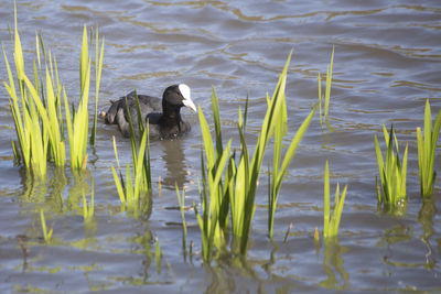 Ducks swimming in lake