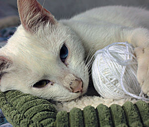 Close-up of white cat by wool
