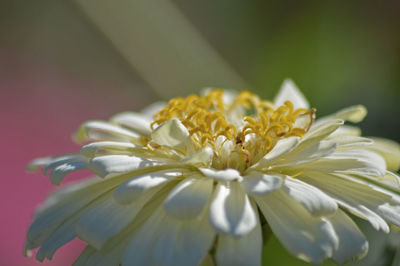 Close-up of flower blooming outdoors