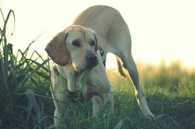 Close-up of dog standing on field against sky