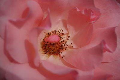 Close-up of pink rose