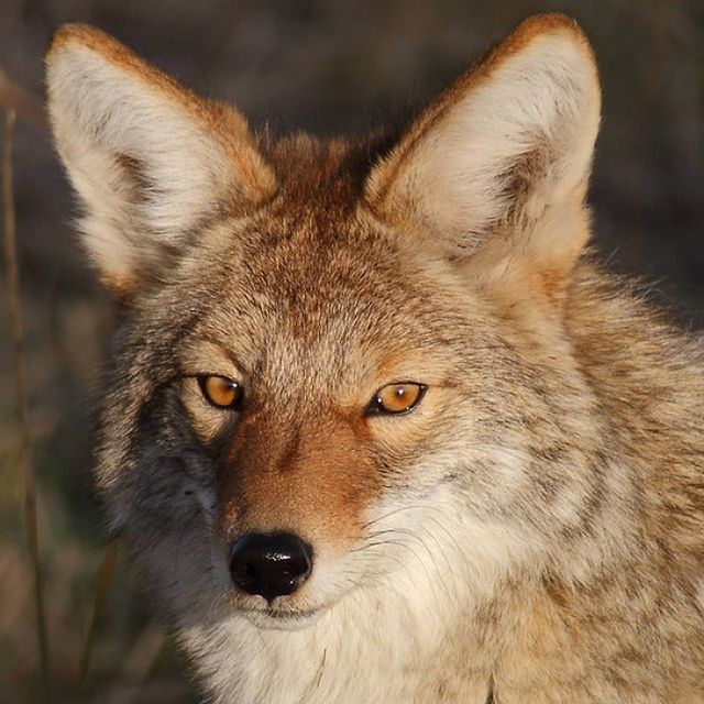 animal themes, one animal, mammal, animal head, close-up, focus on foreground, animal body part, domestic animals, animals in the wild, wildlife, portrait, animal hair, pets, looking at camera, whisker, no people, outdoors, animal eye, nature