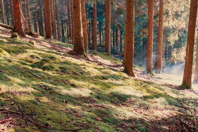 Pine trees in forest