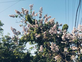 Low angle view of flower tree against sky