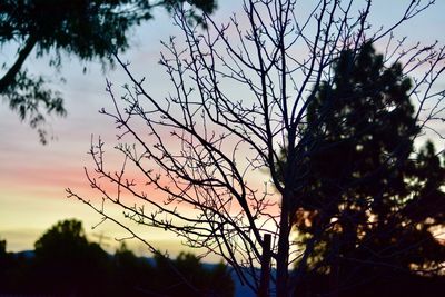 Low angle view of silhouette tree against sky