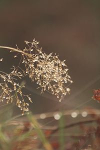 Close-up of frozen plant