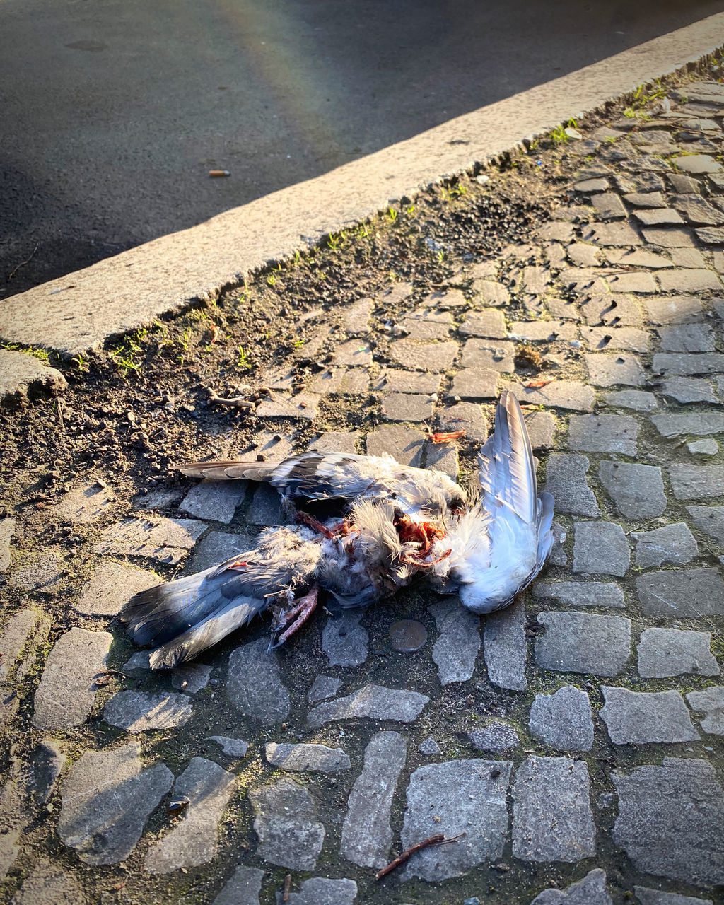 high angle view, animal, street, animal themes, footpath, city, day, one animal, death, no people, nature, animal wildlife, outdoors, sidewalk, wildlife, road, cobblestone, road surface, water, transportation