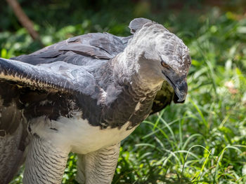 Close-up of eagle