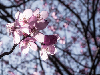 Low angle view of cherry blossoms in spring