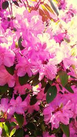 Close-up of pink flower