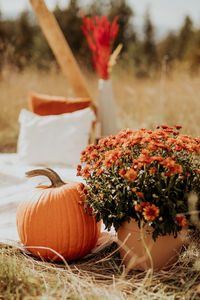 Close-up of pumpkins on field