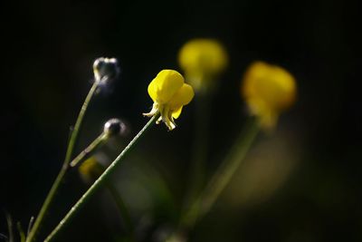 Close-up of yellow flowering plant