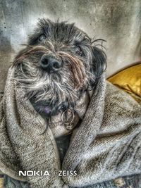 Close-up portrait of a dog