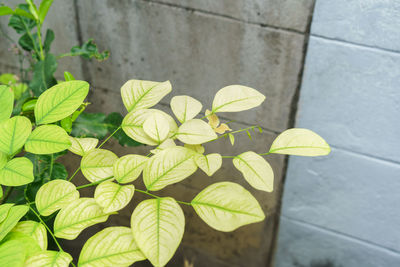 Close-up of fresh green plant against wall