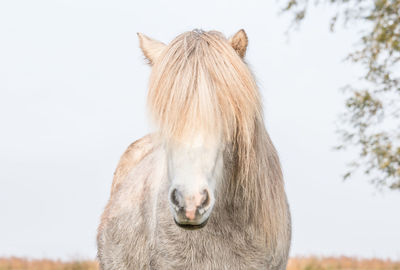 Portrait of horse standing outdoors