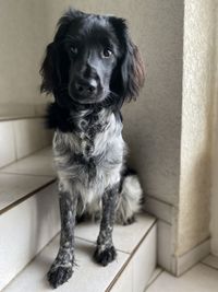 Portrait of dog sitting on floor at home