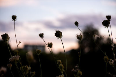 Close-up of flowering plants on field against sky