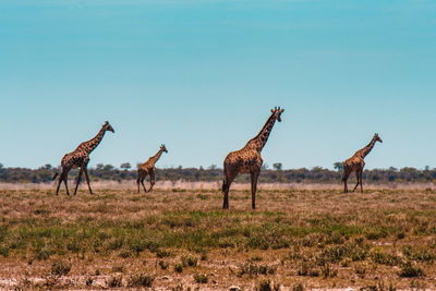 Giraffes on field against clear sky