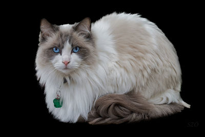 Portrait of white cat against black background