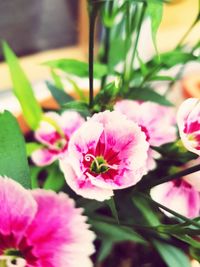 Close-up of pink flowers blooming outdoors