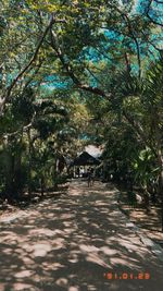 Rear view of people walking on footpath amidst palm trees