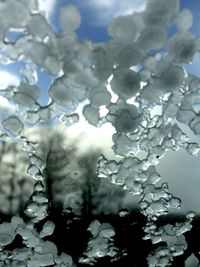 Close-up of frozen plant