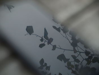 Low angle view of silhouette leaves against sky